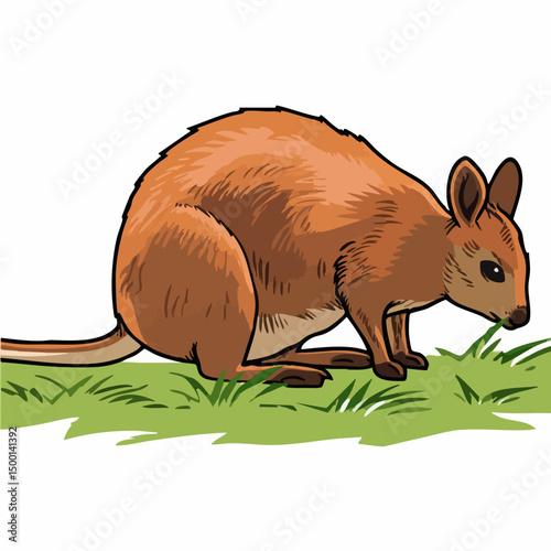 Vector illustration of a wallaby. Vector image