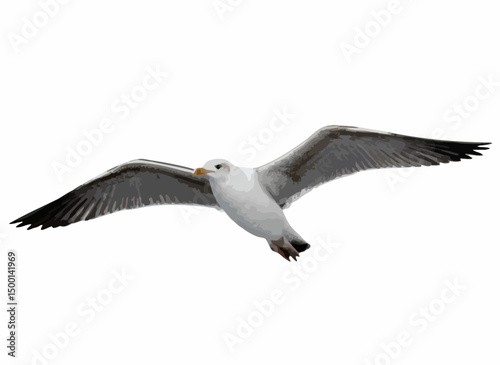 Seagull in Flight. Vector image