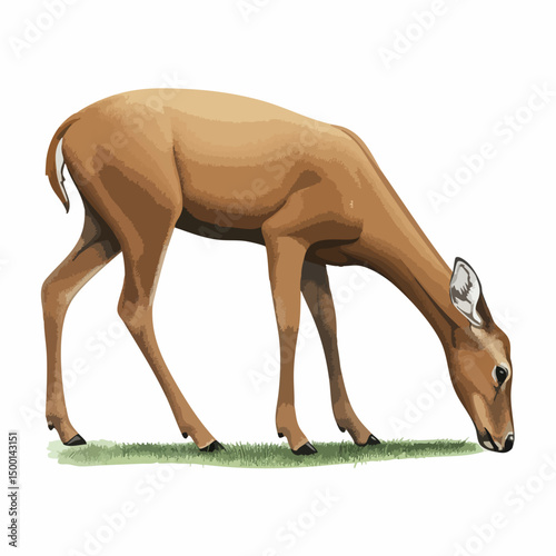 Brown deer grazing on grassVector image