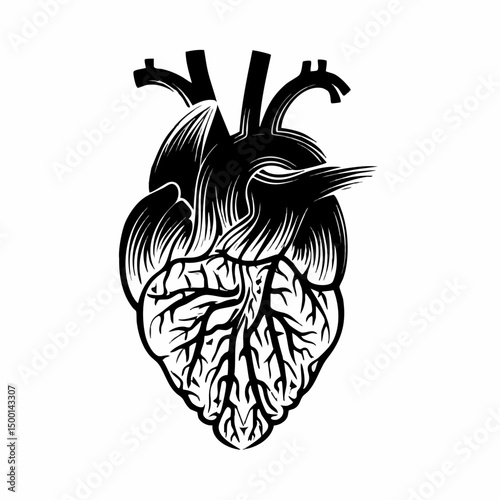 Anatomical Heart Illustration. Vector image
