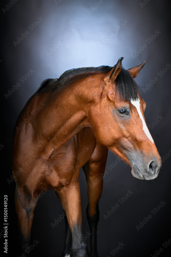 Fototapeta premium Portrait of a Bay Gelding on Black Background