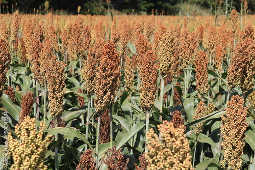 Billede på lærred plantação de sorgo