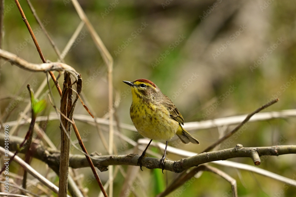 Fototapeta premium Colorful Palm warbler perched on a twig 