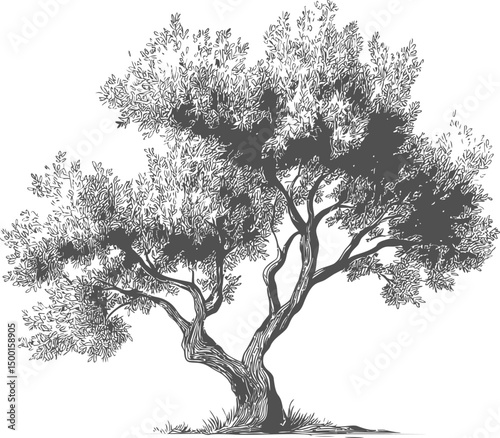 Black and white illustration of an olive tree with detailed foliage. Vector illustration