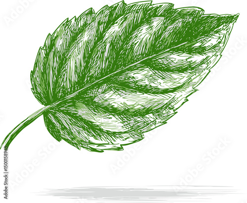 Green leaf with sketchy line art. Vector illustration