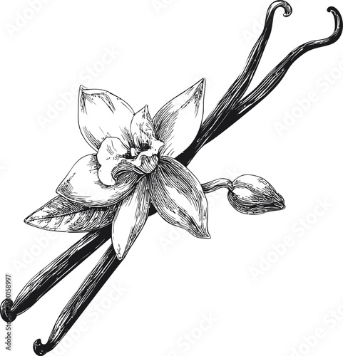 Detailed black and white sketch of vanilla flower and pods, botanical illustration. Vector illustration