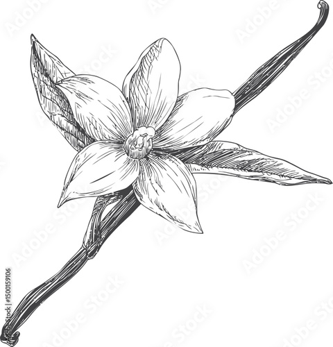 Detailed black and white illustration of a vanilla flower with a bean pod. Vector illustration