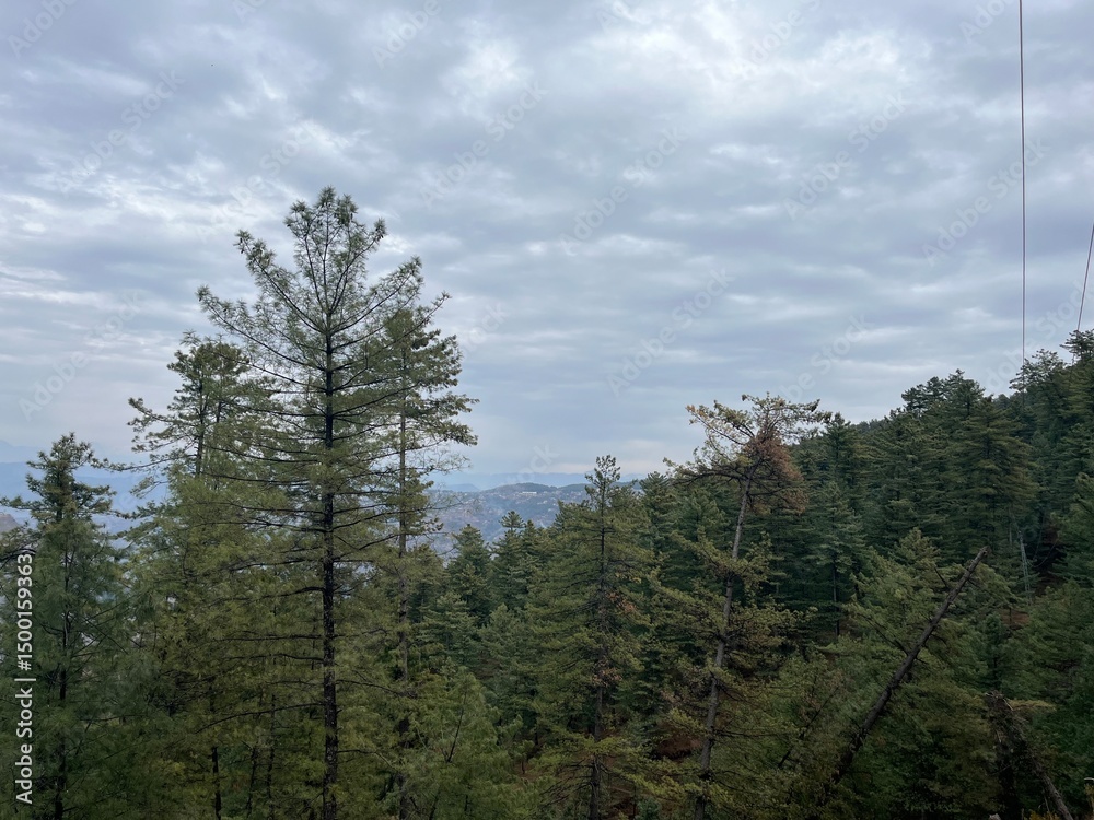 Fototapeta premium Trees with cloud showing beautiful weather in hilly area