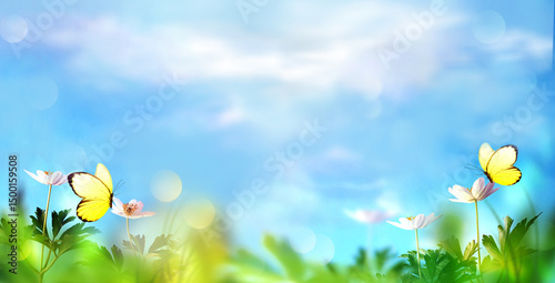 Fototapeta Naklejka Na Ścianę i Meble -  Beautiful wild flowers and butterfly in meadow summer nature.