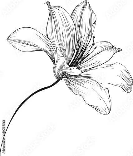 Detailed black and white illustration of a blooming lily flower with fine lines. Vector illustration
