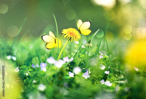 Fototapeta Naklejka Na Ścianę i Meble -  Beautiful summer or spring meadow with yellow flower and two flying butterflies. Wild nature landscape.