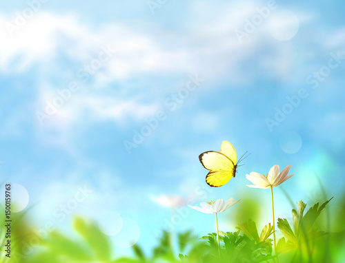 Fototapeta Naklejka Na Ścianę i Meble -  Beautiful wild flowers and butterfly in meadow summer nature.