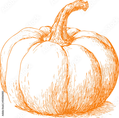 Detailed illustration of orange pumpkin in vintage etching style. Vector illustration photo