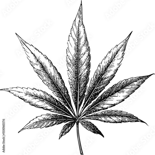 Detailed black and white illustration of a cannabis leaf with texture lines. Vector illustration in sketch style