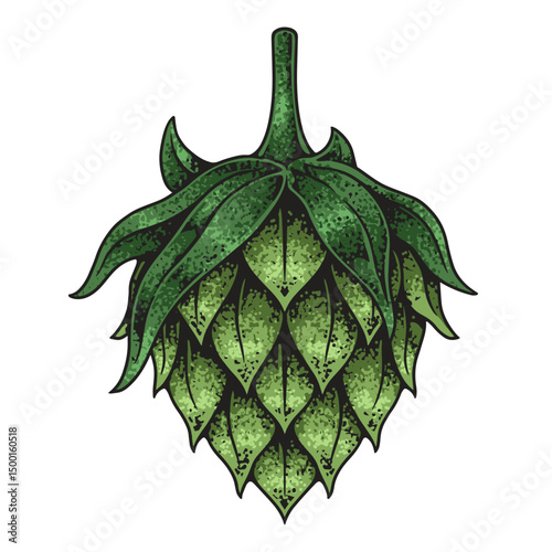Hop plant harvested for craft beer production