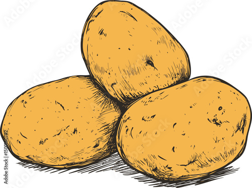 Hand-drawn illustration of three yellow potatoes with sketchy details on paper. Vector illustration
