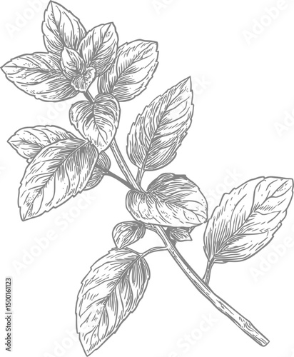 Detailed black and white sketch of a mint plant branch, botanical illustration. Vector illustration