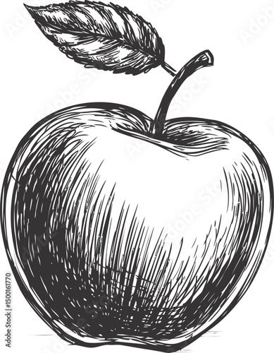 Detailed black and white sketch of an apple with a leaf, artistic concept. Vector illustration