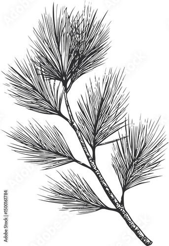 Black and white illustration of a pine branch with needles, botanical art. Vector illustration in sketch style
