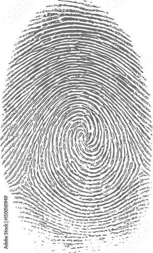 Detailed black and white fingerprint illustration on a white background. Vector illustration