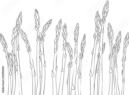 Line drawing of asparagus stalks, minimalistic art sketch. Vector illustration