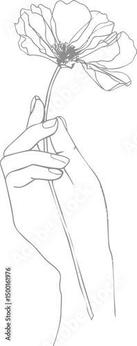 Line art of hand delicately holding poppy flower in minimalistic style. Vector illustration