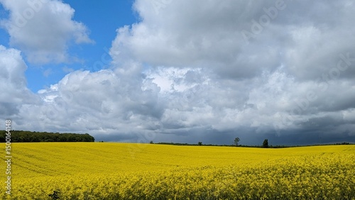 rape seed field