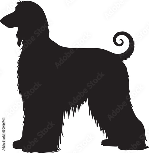 Afghan Hound vector silhouette on white background