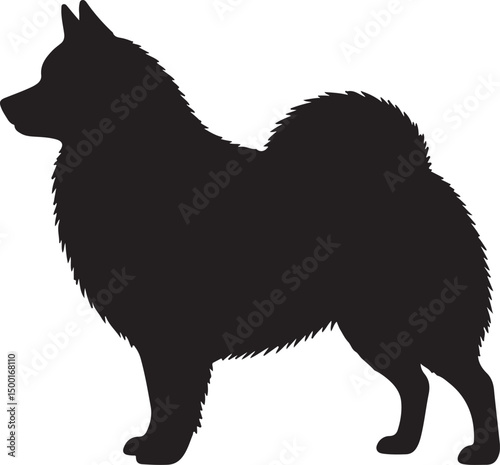 American Eskimo Dog vector silhouette on white background