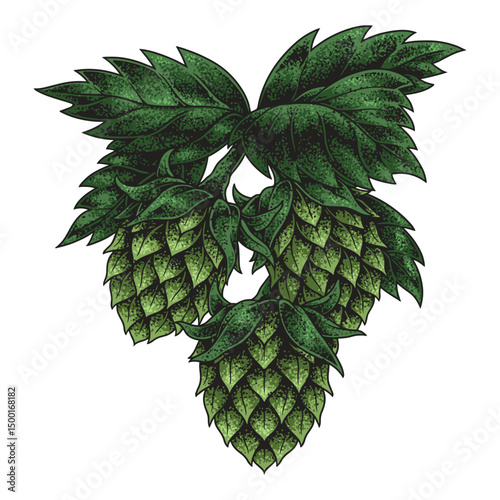 Hops plant ready for brewing beer in autumn