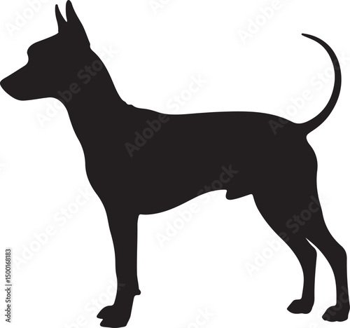 WebAmerican Hairless Terrier vector silhouette on white background