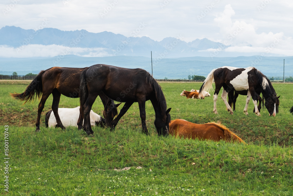 Fototapeta premium Modern animal livestock. Horses grazing in green field grassland farm countryside background. Horse in meadow chewing grass outdoor. Horse in natural eco farm. Herd of horses on green pasture