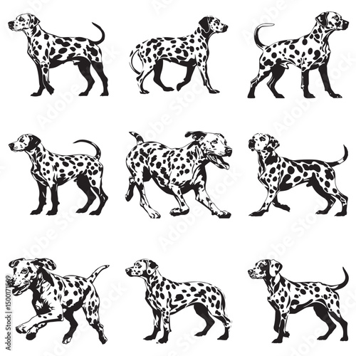 Dalmatian Dog silhouette Vector illustration. dalmatian line art silhouette vector