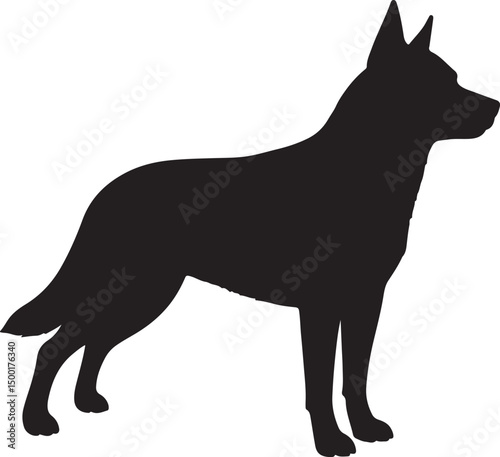 Australian Cattle Dog vector silhouette on white background