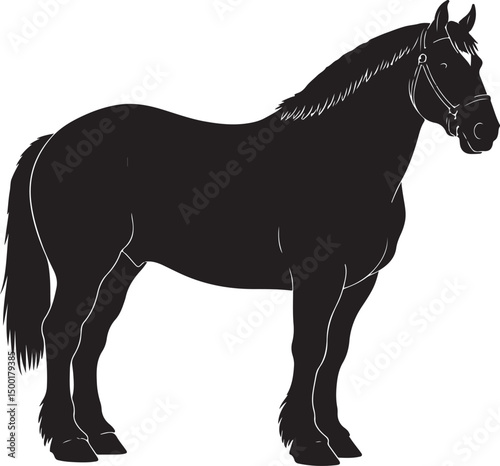 Belgian Horse vector silhouette on white background