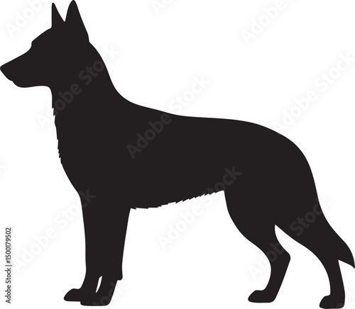 Belgian Malinois vector silhouette on white background