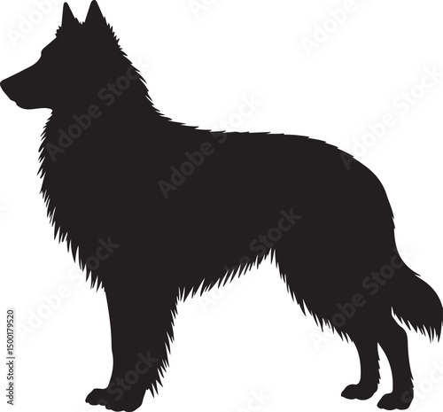 Belgian Sheepdog vector silhouette on white background 