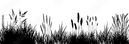 Silhouette of cattails and reeds. Wild grass on the river bank. Swamp coastal plants.