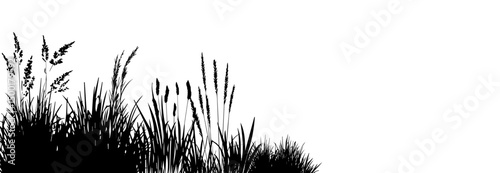 Silhouette of cattails and reeds. Wild grass on the river bank. Swamp coastal plants.