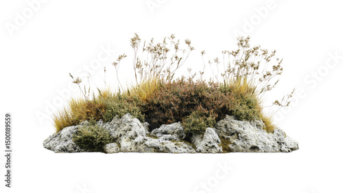 Alpine Tundra Rock Garden with Dried Flowers and Grasses - Isolated on Black