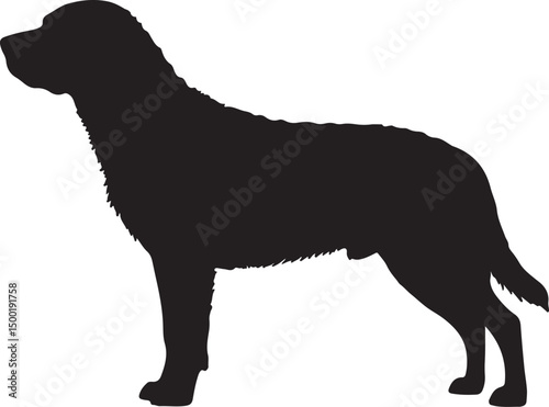 Chesapeake Bay Retriever dog vector silhouette on white background