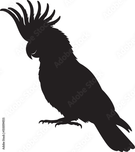 Cockatoo