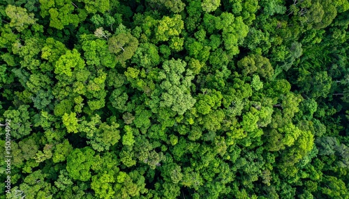 Top-down shot of a lush summer forest, overhead at exact 90 degrees, tree crowns packed tightly like puzzle pieces, vibrant emerald and dark green hues, no sky or background visible, full coverage of 