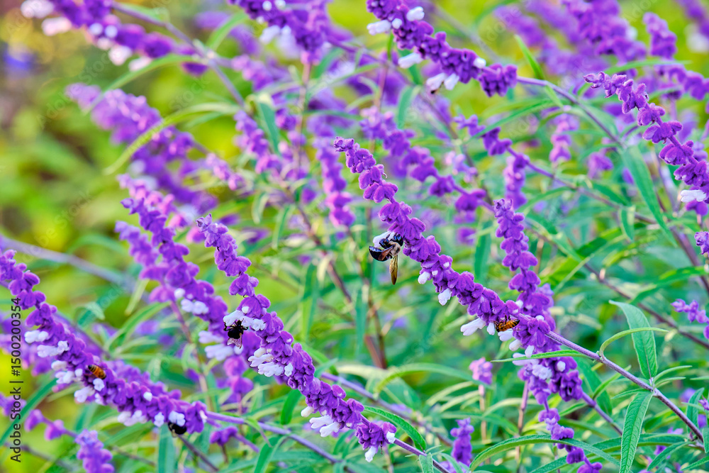 Obraz premium Bees on Mexican bush sage