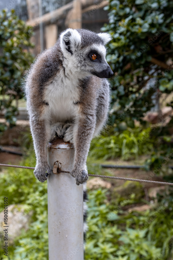 Obraz premium Ring tailed lemur close-up. Lemur posing - sitting and looking around in Cyprus Zoo