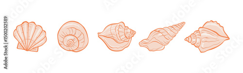 Seashells collection in delicate line art style, for summer beach themed decor or pattern elements, isolated on white background, vector illustration