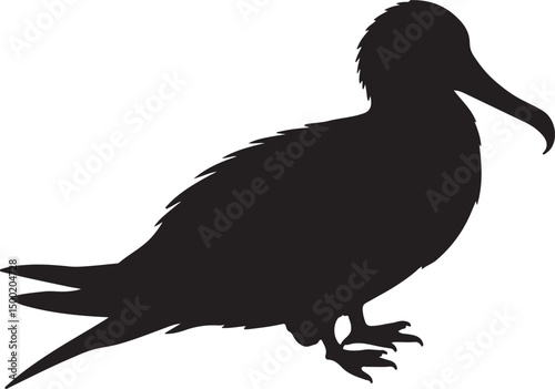 Frigatebird vector silhouette on white background