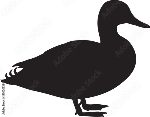 Gadwall duck vector silhouette on white background