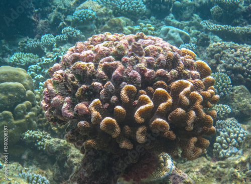 Coral underwater in the ocean, Pocillopora Meandrina, commonly known as Cauliflower Coral, south Pacific, French Polynesia. photo
