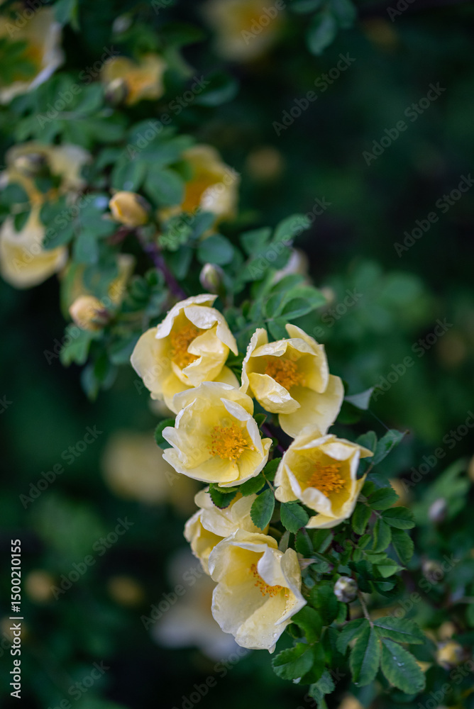 Obraz premium A delicate branch of wild roses adorned with bright yellow blossoms. The small, vibrant flowers contrast beautifully with the green leaves, creating a cheerful and natural floral arrangement.